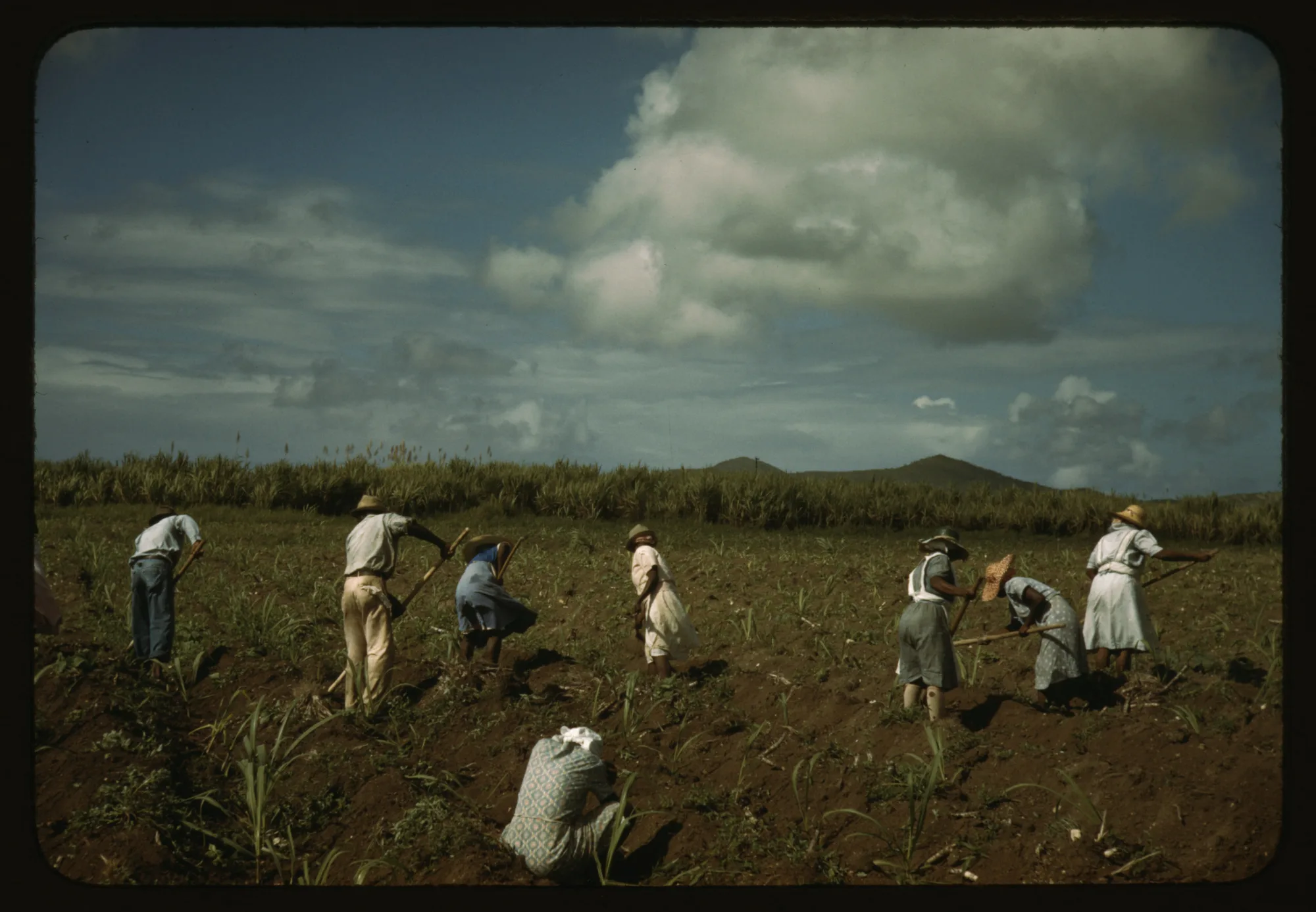 Representative imagery for Ridge to Reef Farm: sugar-cane cultivation near Bethlehem on St. Croix. Not a photograph of this listing.