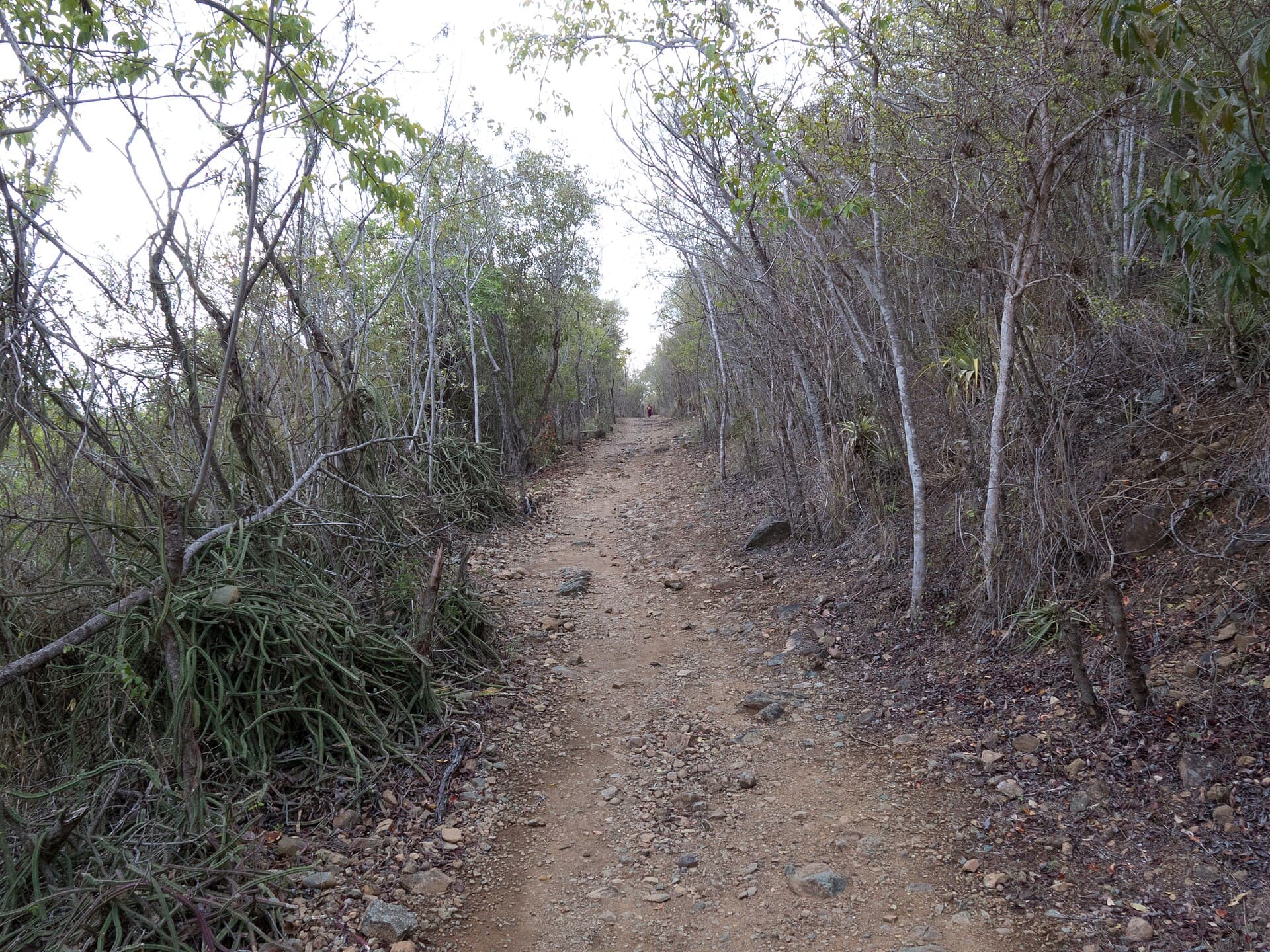 A wooded island hiking path. Representative USVI photograph for Everlong Excursions; not a photograph of this listing and may depict another island.