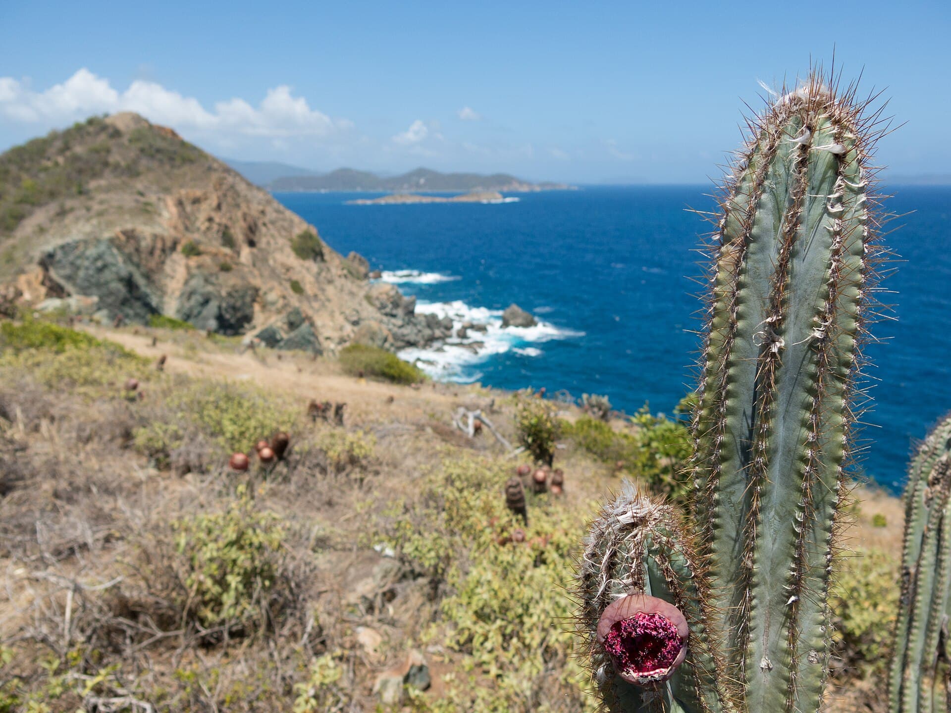 The Ram Head headland and open Caribbean seen along the trail, with dry cactus scrub in the foreground.