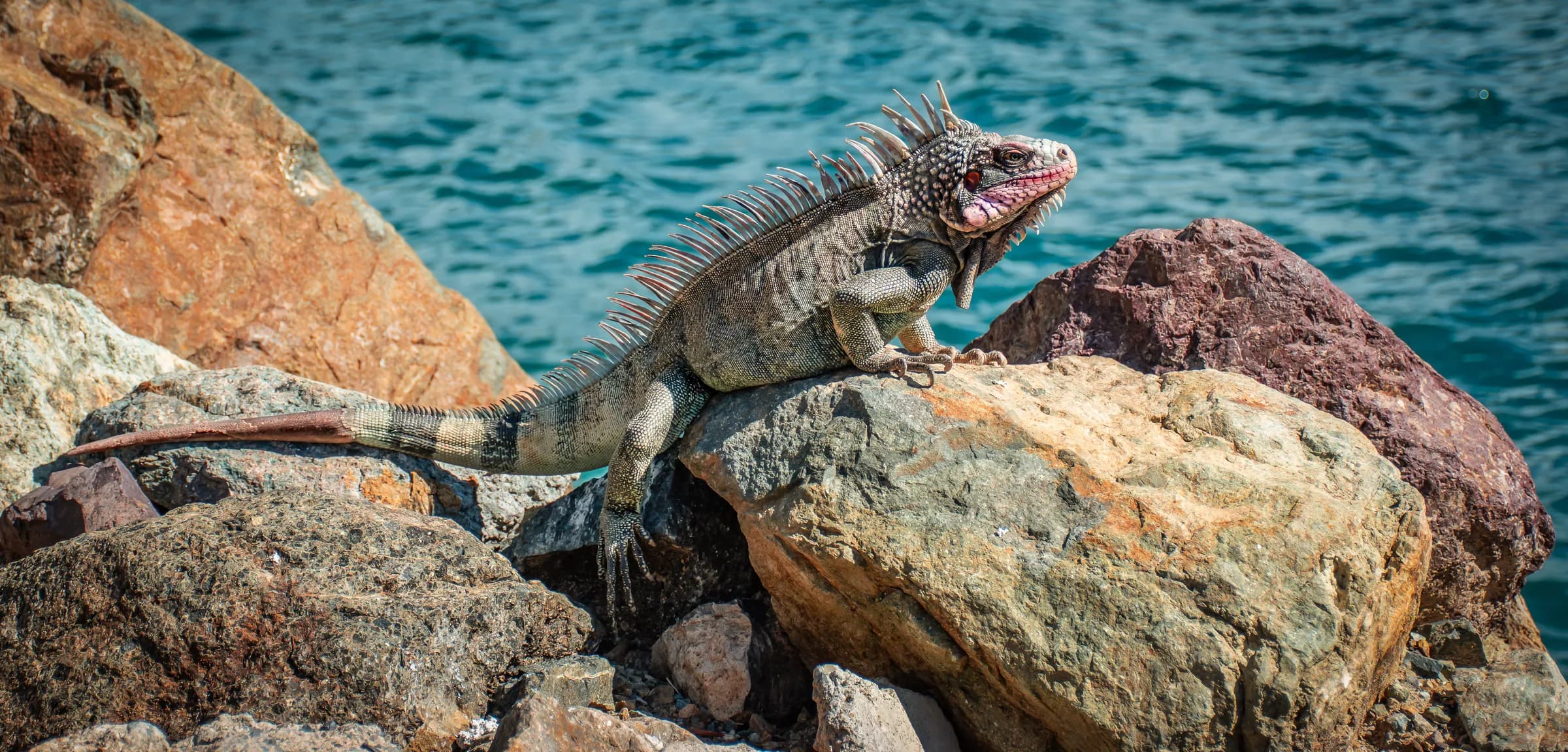 Green iguana resting on rocks along the Charlotte Amalie waterfront on St. Thomas