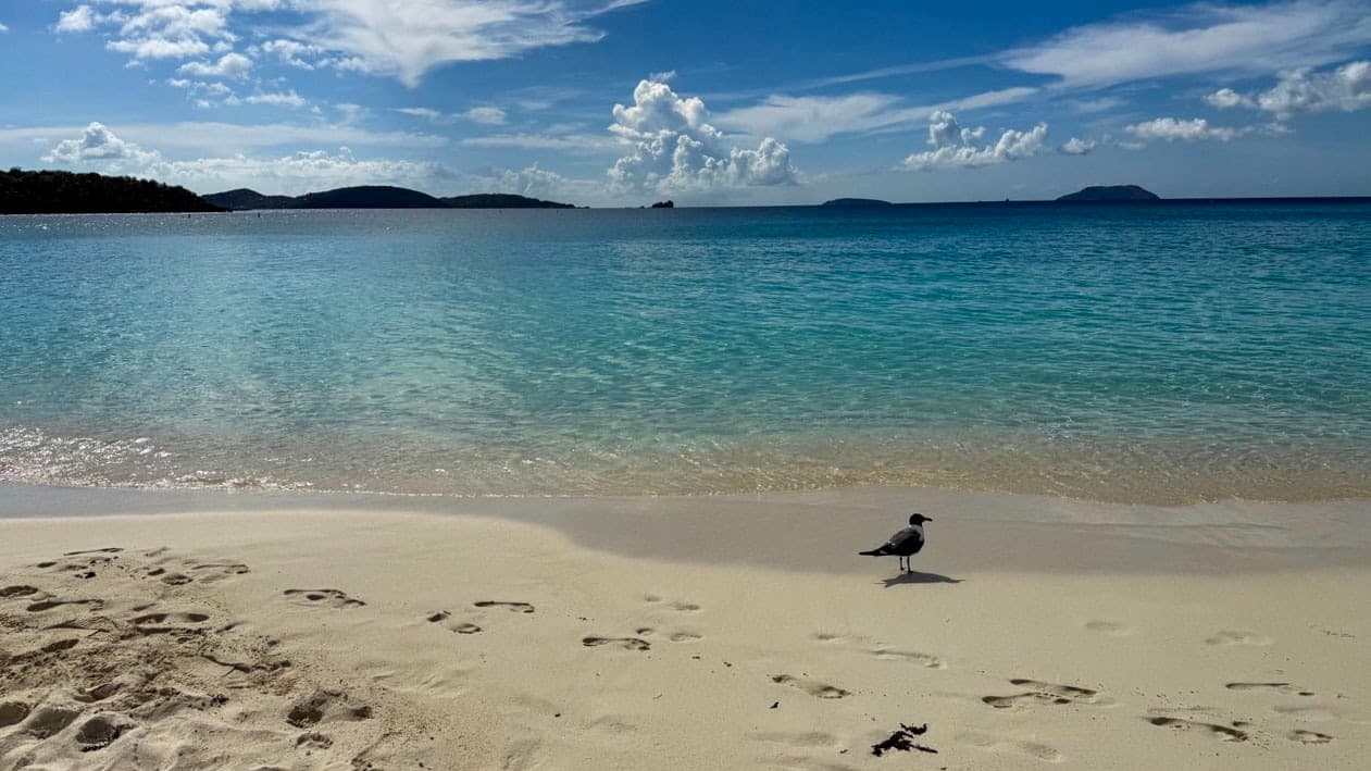 A gull on the Trunk Bay shoreline with clear water and offshore cays beyond.