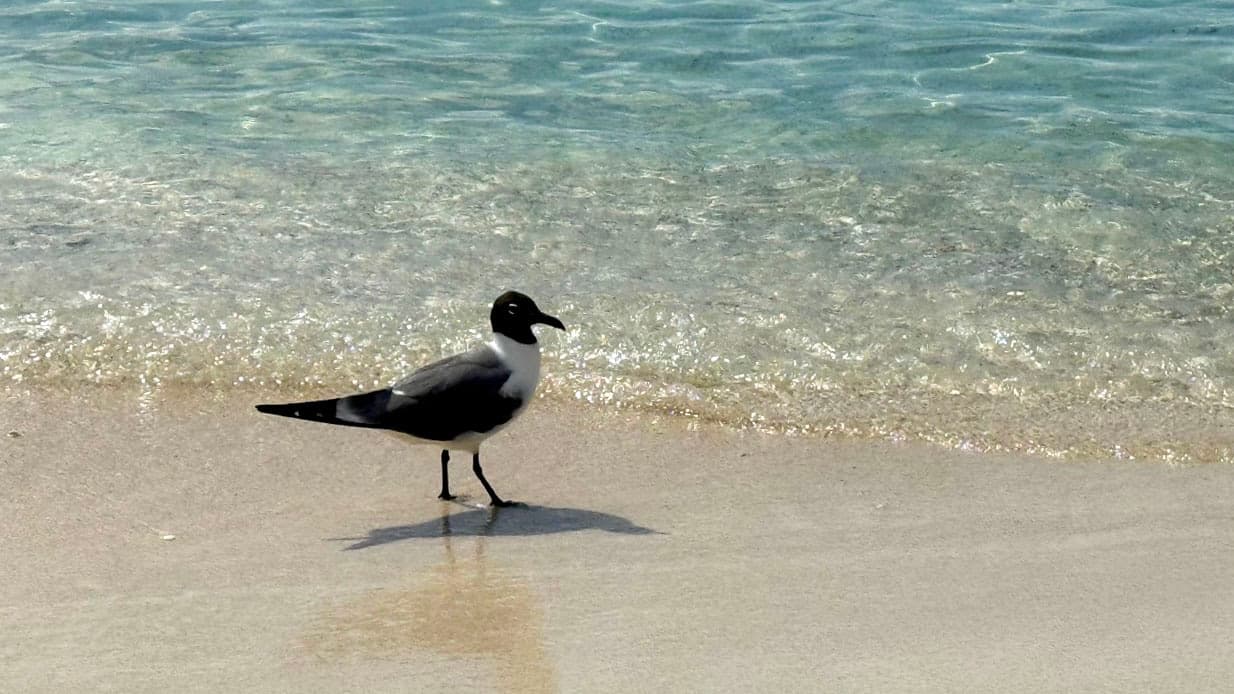 A gull standing at the clear-water shoreline at Trunk Bay on St. John.